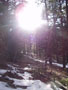 gorgeous sunny woods.jpg